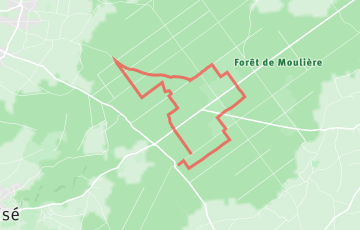 Trail Nocturne de la Forêt de Moulière - 12km