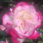 Cathy D.