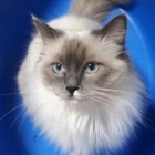 Marie-France P.