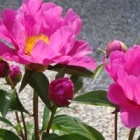 Liliane P.