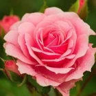 Fleur A.
