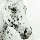 Lison G.