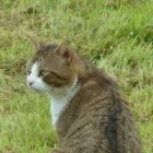 Isabelle B.