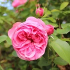 lili c.