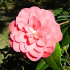 Sonia C.