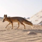 Fennec A.