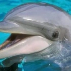 Flipper l.