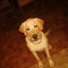 Enzo G.