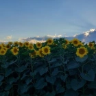 Denis S.