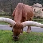 Gilles P.