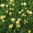 Xenaline F.