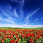 Poppy S.