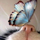 Milou B.