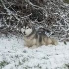Lilou D.