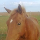 Ulysse G.