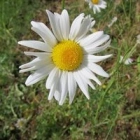 Marianne C.