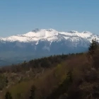 Adelino P.