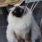 Sylvie L.