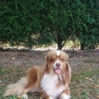 Pascal D.