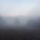 Pico D.