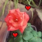 Ghislaine S.