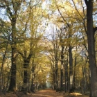 jean-philippe L.