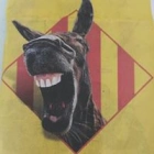 Cas M.